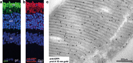 CLEM On Ultrathin Sections 2013 Wiley Analytical Science