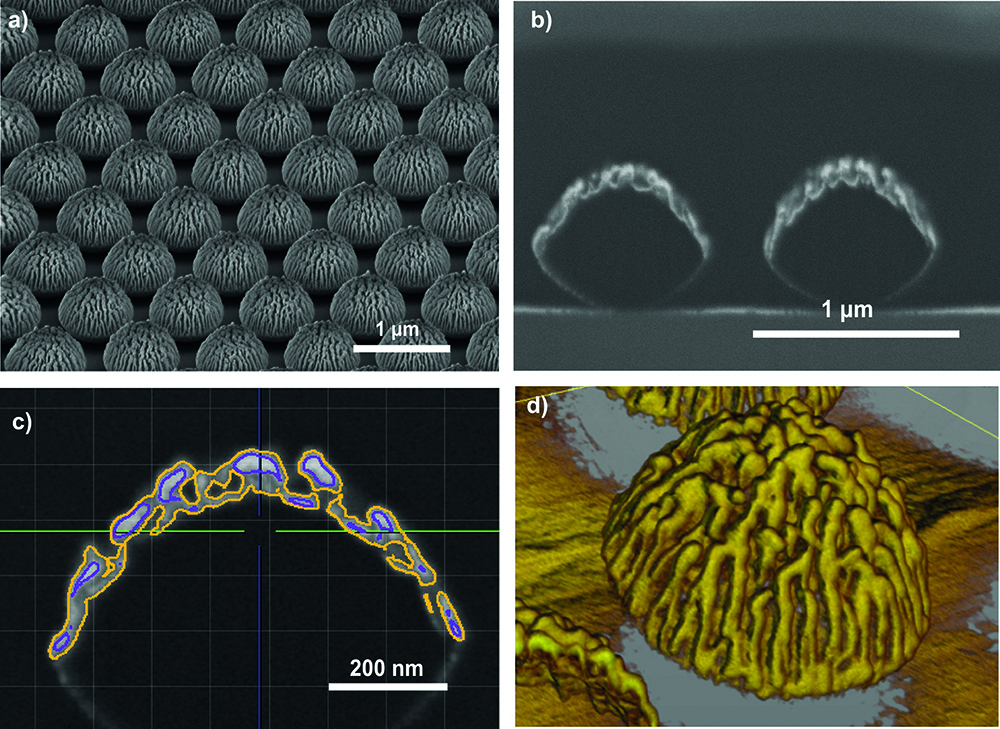 Correlative Rise Microscopy And D Reconstruction Wiley