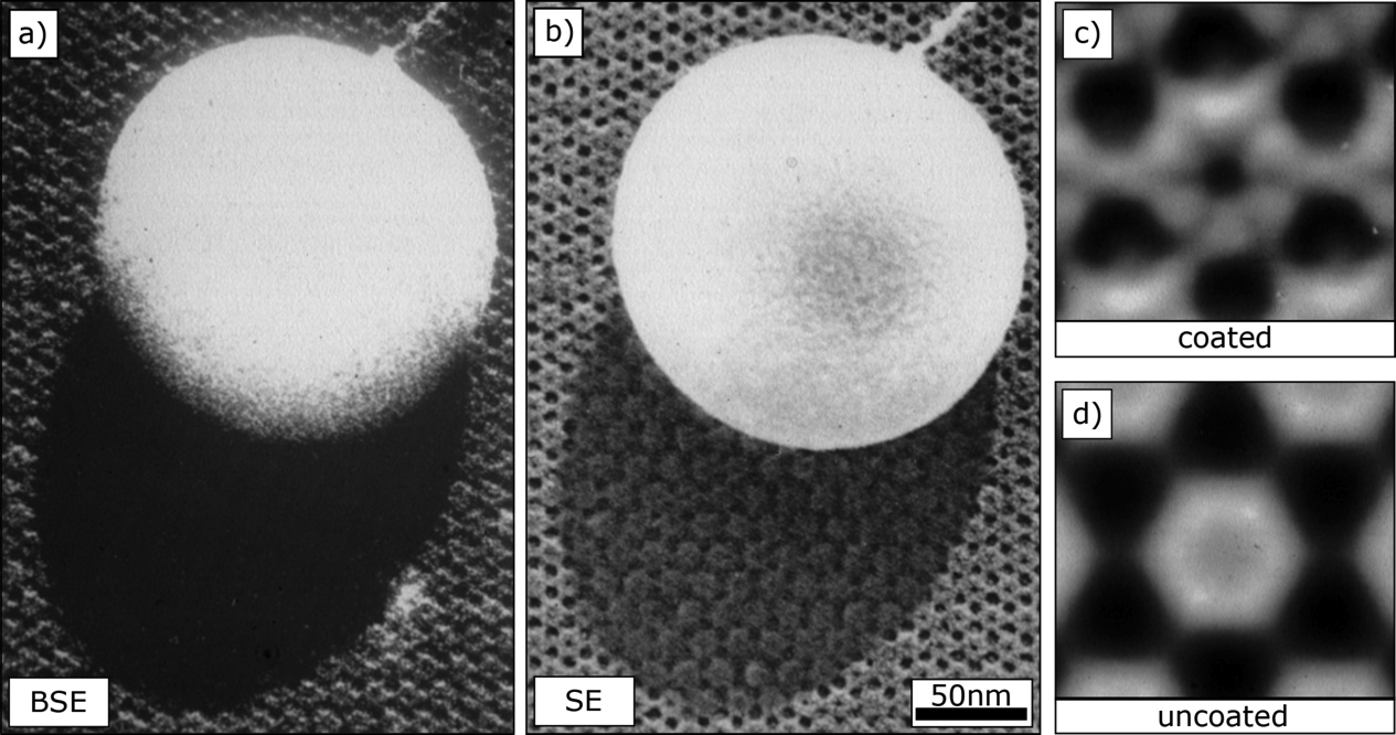 High Resolution Cryo Scanning Electron Microscopy Of Macromolecular