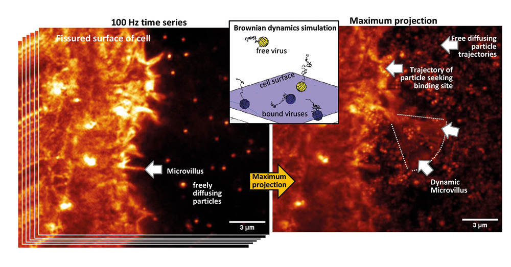 Rocs Fast And Label Free Super Resolution Imaging Wiley