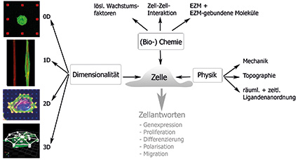 Einfluss Der Dreidimensionalität Von Substraten Auf Die Zellkultur ...