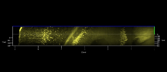 Nervenzellen Tief Im Gehirn Mikroskopisch Darstellen 11 Wiley Analytical Science