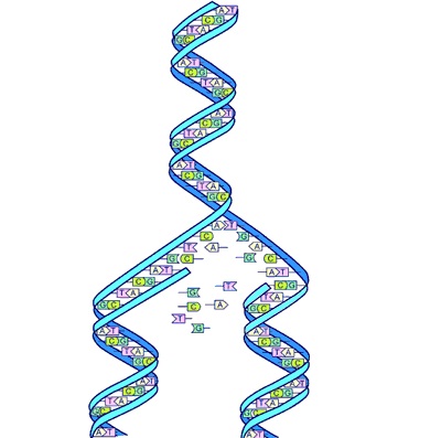 Von Molekularbiologie Bis Zu Forensischer Dna-analytik - 2012 - Wiley 