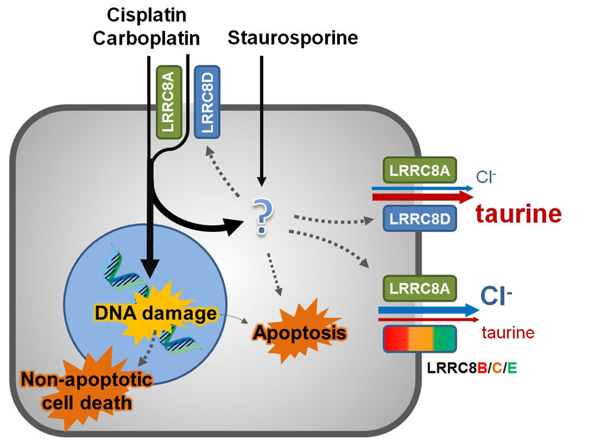 Uptake mechanisms of cytostatics discovered - 2015 - Wiley Analytical ...