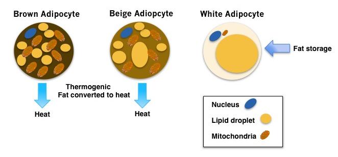 diabetes-how-turning-white-fat-cells-into-beige-fat-cells-could-help