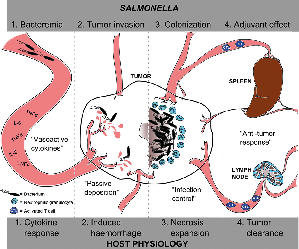 Bacteria Against Cancer - 2016 - Wiley Analytical Science