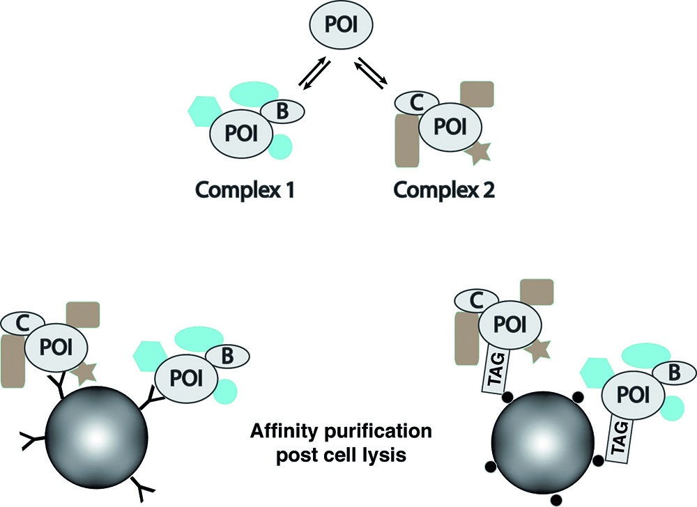 Analyzing Context-Specific Protein Complexes - 2017 - Wiley Analytical ...