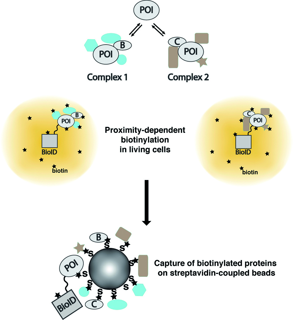 Analyzing Context-Specific Protein Complexes - 2017 - Wiley Analytical ...