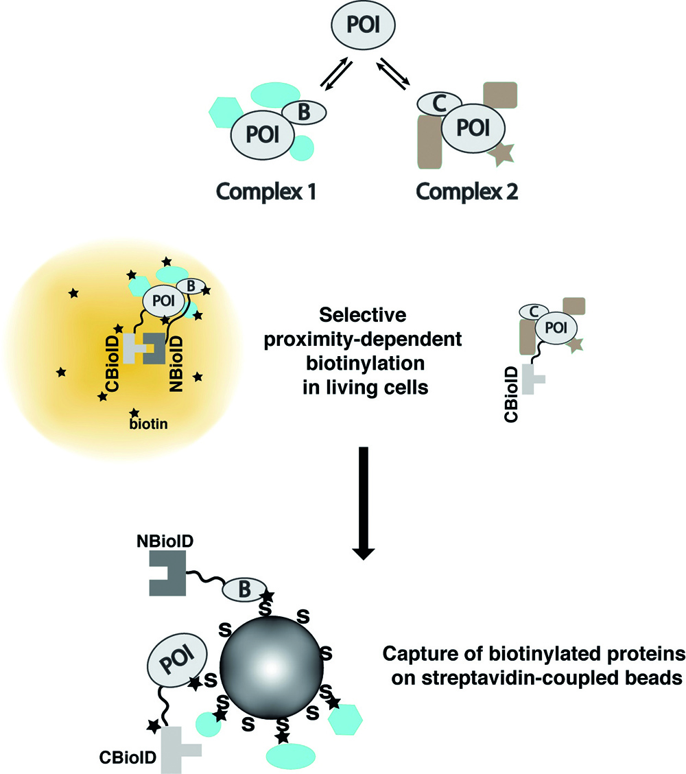 Analyzing Context-Specific Protein Complexes - 2017 - Wiley Analytical ...