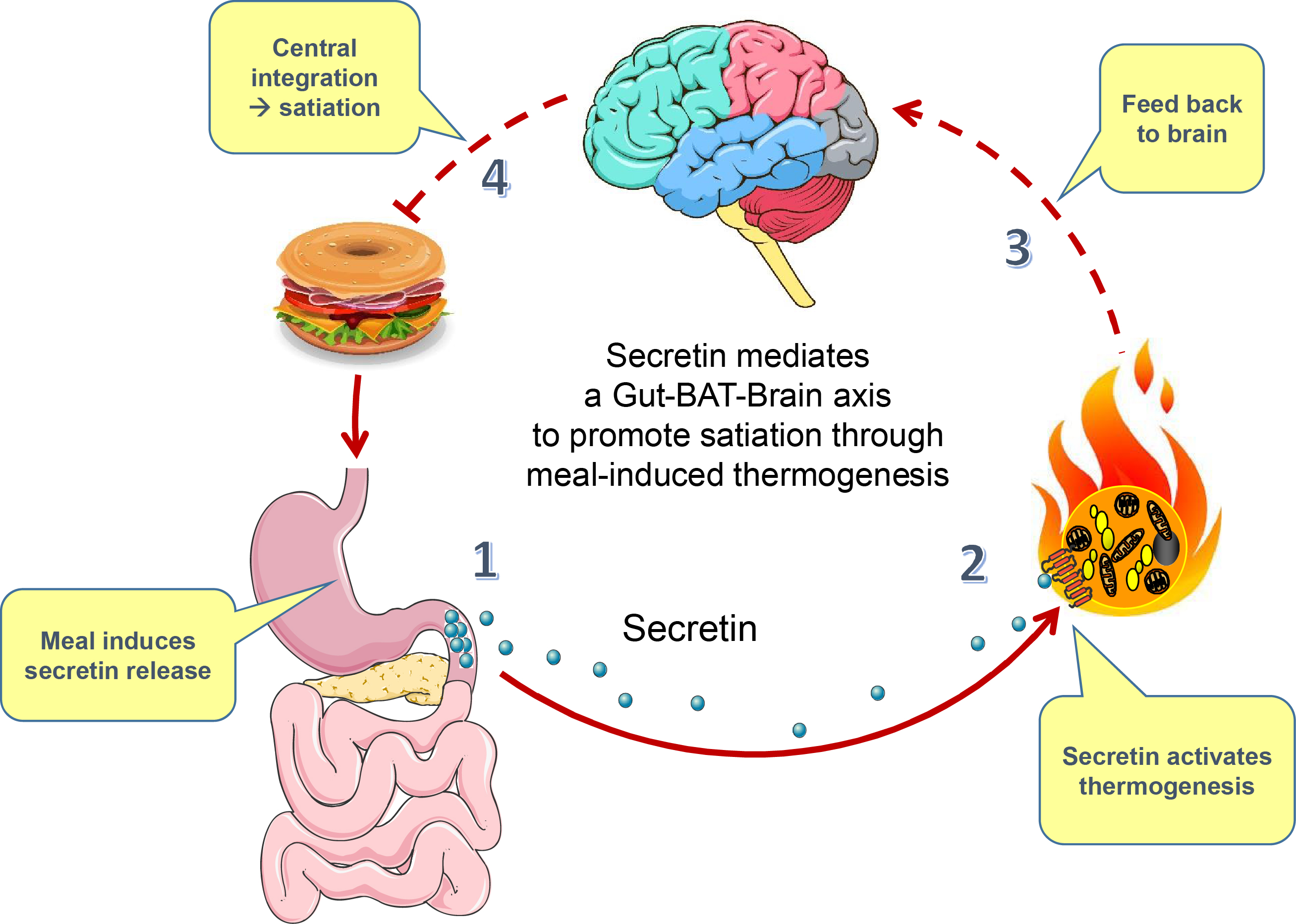 Brown Fat Starts Heating and Terminates Eating - 2019 - Wiley ...