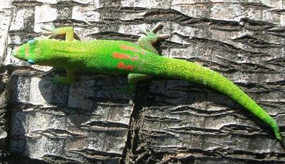 Gecko's Adhesive System: The Secret of it - 2012 - Wiley Analytical Science