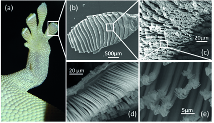 Gecko’s Adhesive System: The Secret Of It - 2012 - Wiley Analytical Science