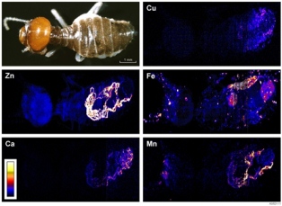 Termites, Ants Dig Up Gold And Mineral Deposits - Asian Scientist