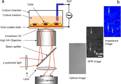 Electrochemical Impedance Microscopy - 2011 - Wiley Analytical Science