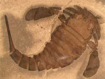 X-Ray Analysis Reveals Protein-chitin Complex in Fossils of Arthropods from  the Palaeozoic Era - 2011 - Wiley Analytical Science