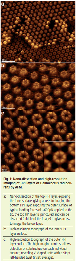 Elucidation Of The Structure Of The Surface Layer Of Deinococcus