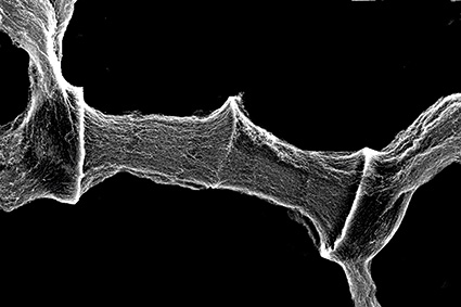 Carbon Nanotube Hybridization with Ceramic Micro-Particles - 2013 ...