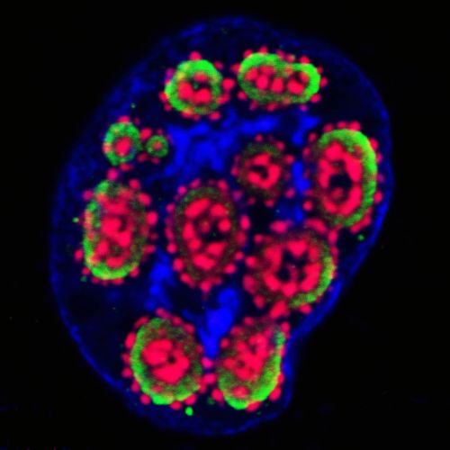 Studying Virus Replication with Fluorescence Microscopy