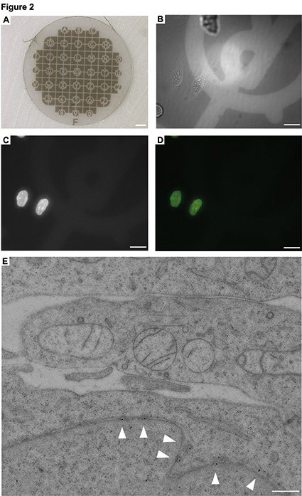 Correlative Light And Electron Microscopy - 2014 - Wiley Analytical Science