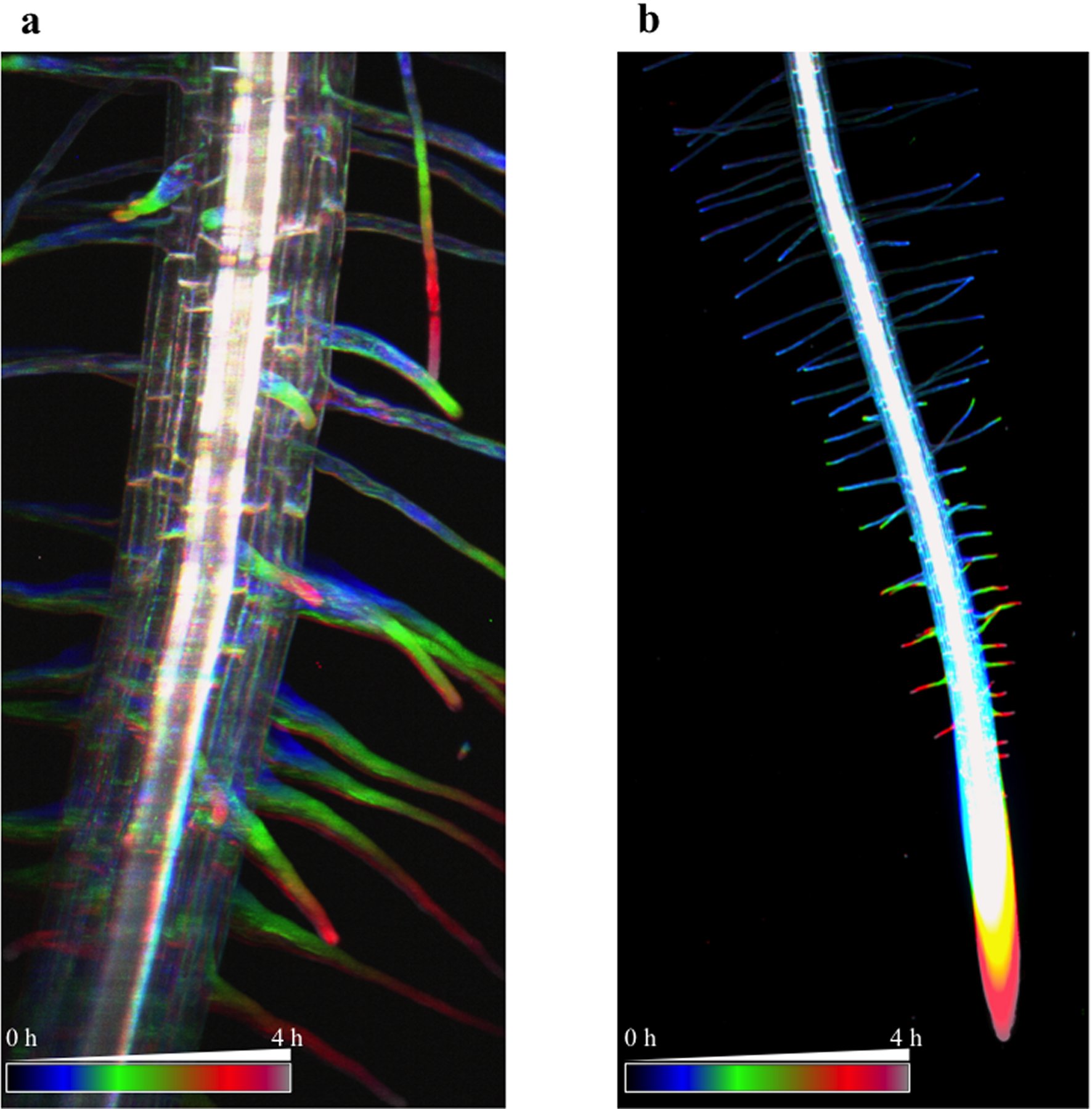 Calcium Imaging In Plants 16 Wiley Analytical Science