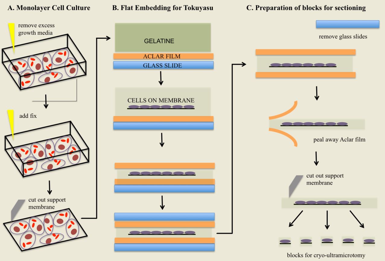 “OnProfile” CryoSectioning and Immunolabeling 2016 Wiley