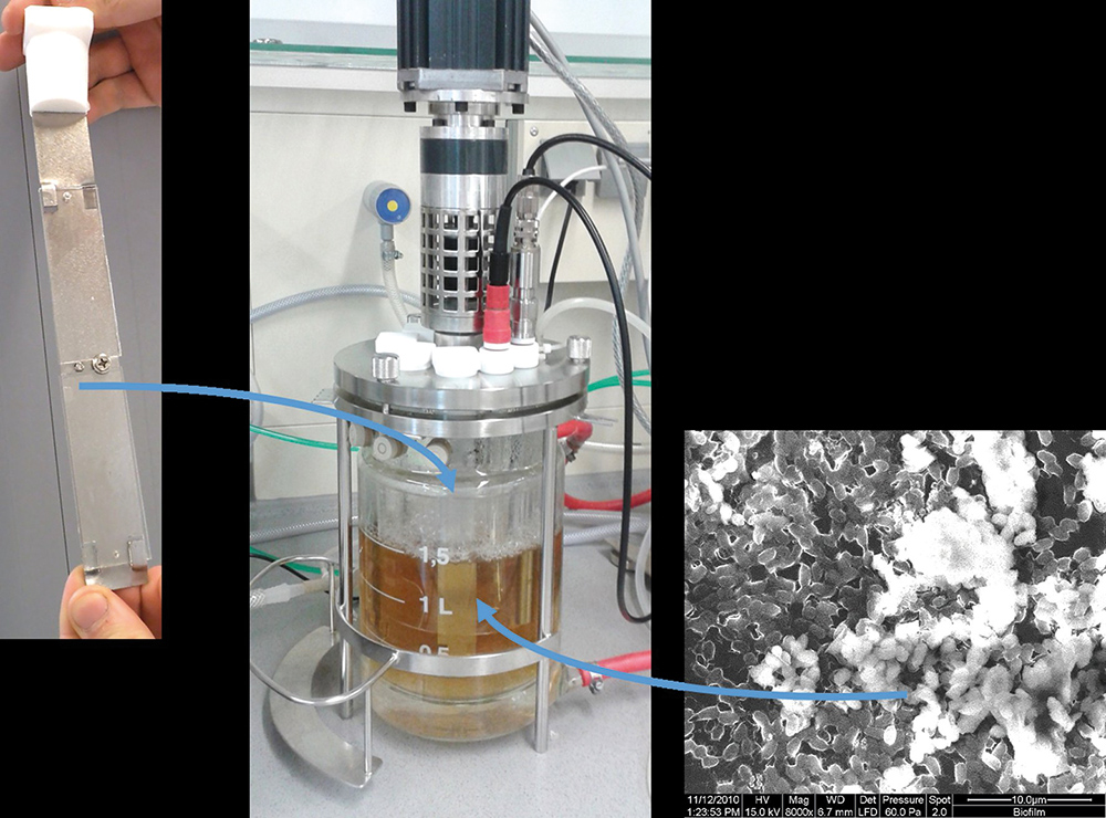 bacterial adhesion experiment