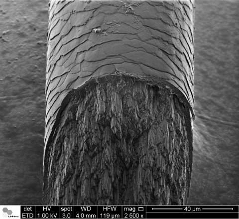 human hair under electron microscope