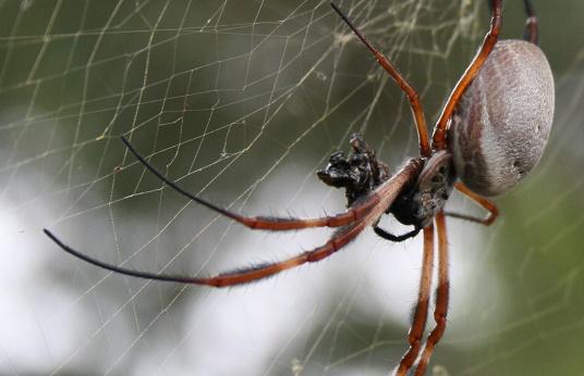 Spider silk creates super-resolution lens - 2016 - Wiley Analytical Science