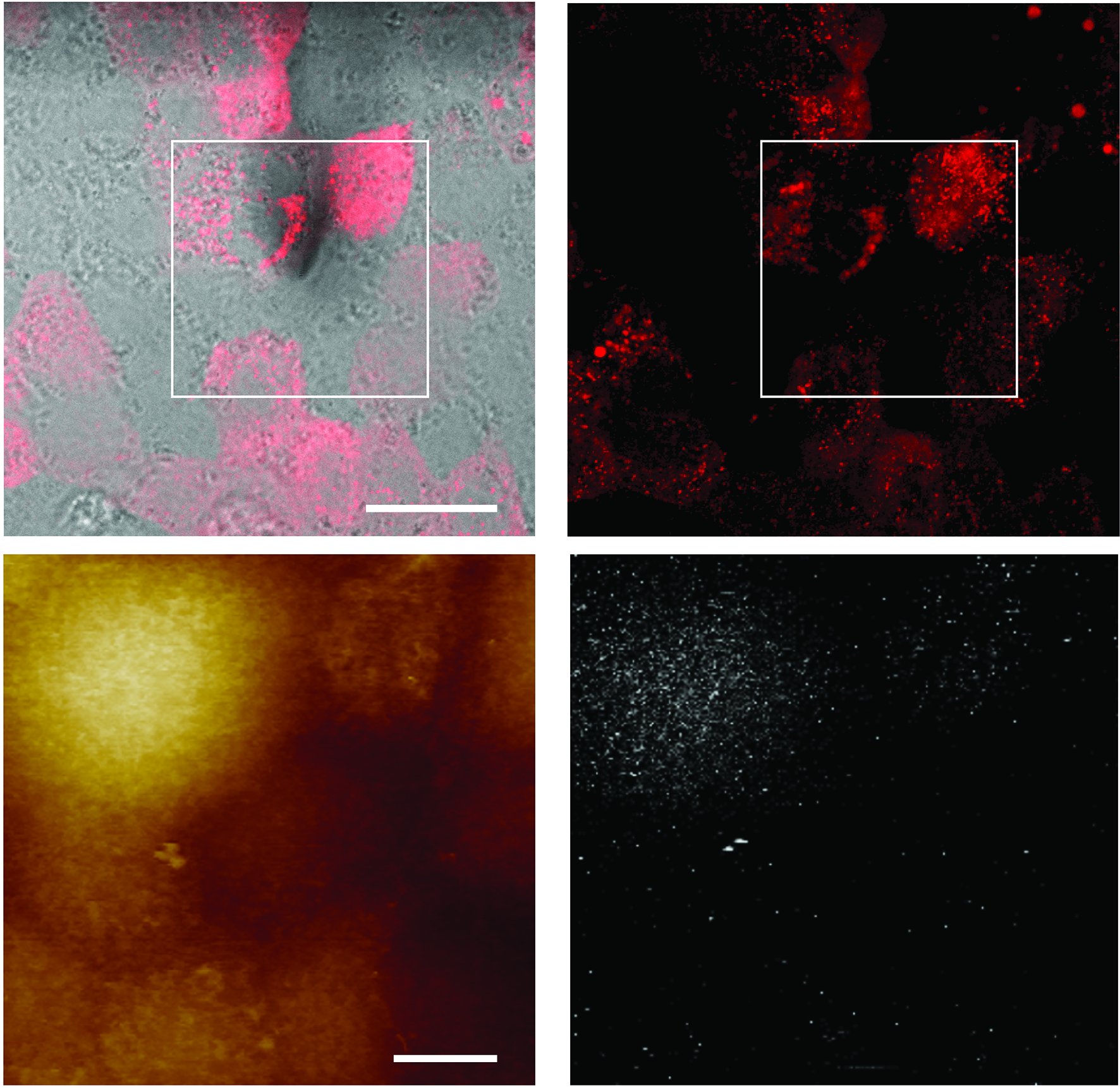 AFM detects binding events in cell-virus interactions - 2017 - Wiley ...