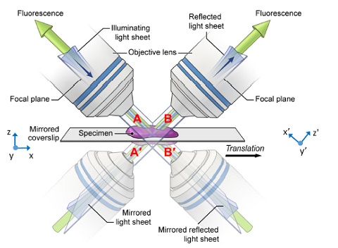 Quick Resolution Fix For Light Sheet Microscopes - 2017 - Wiley ...