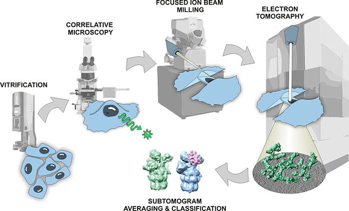 The Combination Of Cryo-FIB And In Situ Cryo-electron Tomography ...