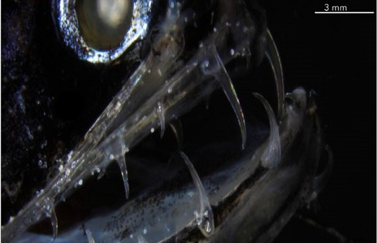 Why deadly dragonfish have transparent teeth - 2019 - Wiley Analytical ...