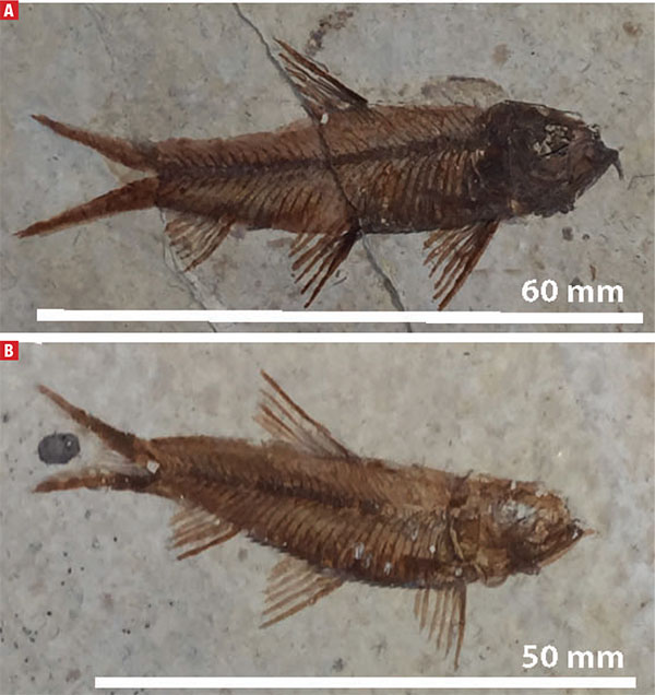 Enhancement' of fossil fish – recognition through EDX mapping - 2019 -  Wiley Analytical Science