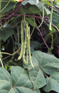 Genetically modified beans: Proteomics tells them apart - 2015 - Wiley