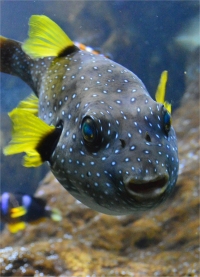 Deadly puffer fish toxin measured in seafood - 2015 - Wiley Analytical ...