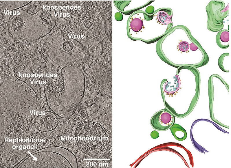 Imaging Coronavirus With Cryo-EM - BioTechniques