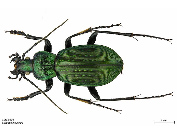 Micro-maltese crosses spotted on ground beetle wings - 2021 - Wiley ...