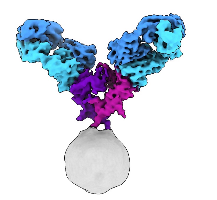 Cryo-EM uncovers structure of anti-cancer therapy target - 2022 - Wiley ...