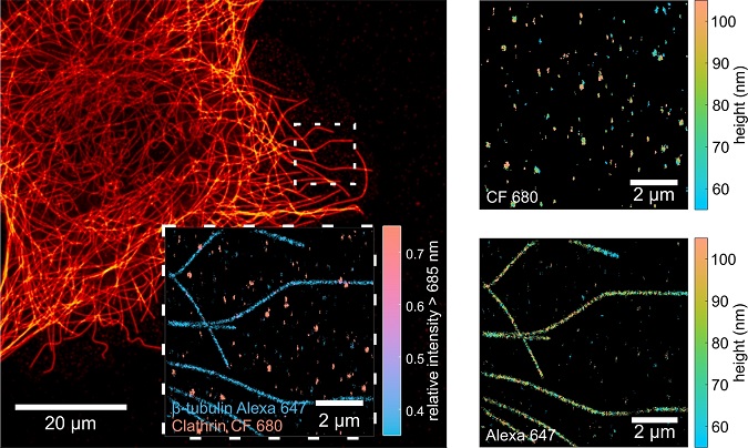 Super-resolution Microscopy Delivers 3D Sub-cellular Imaging - 2022 ...