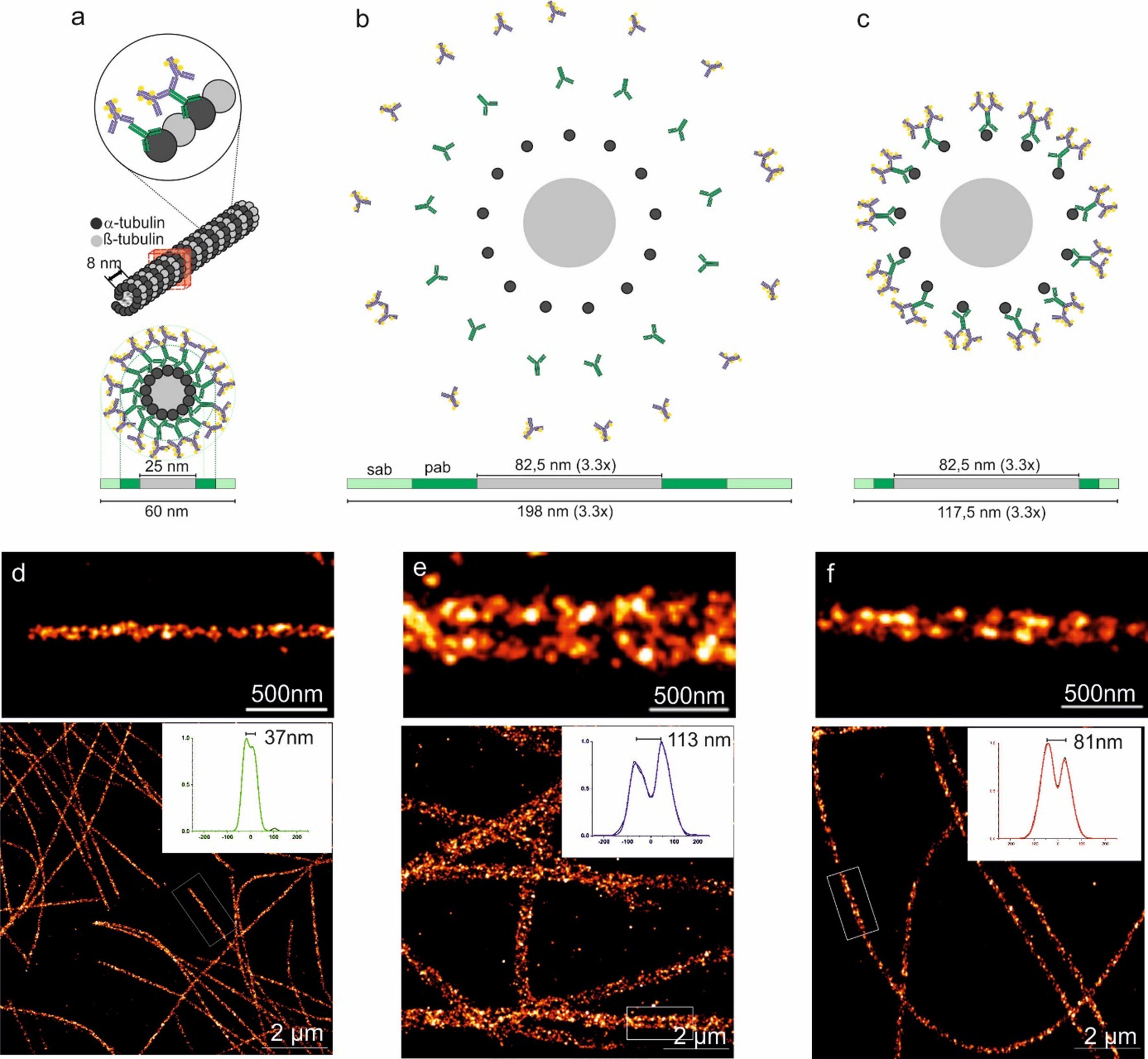 Super Resolution Expansion Microscopy 2021 Wiley Analytical Science 