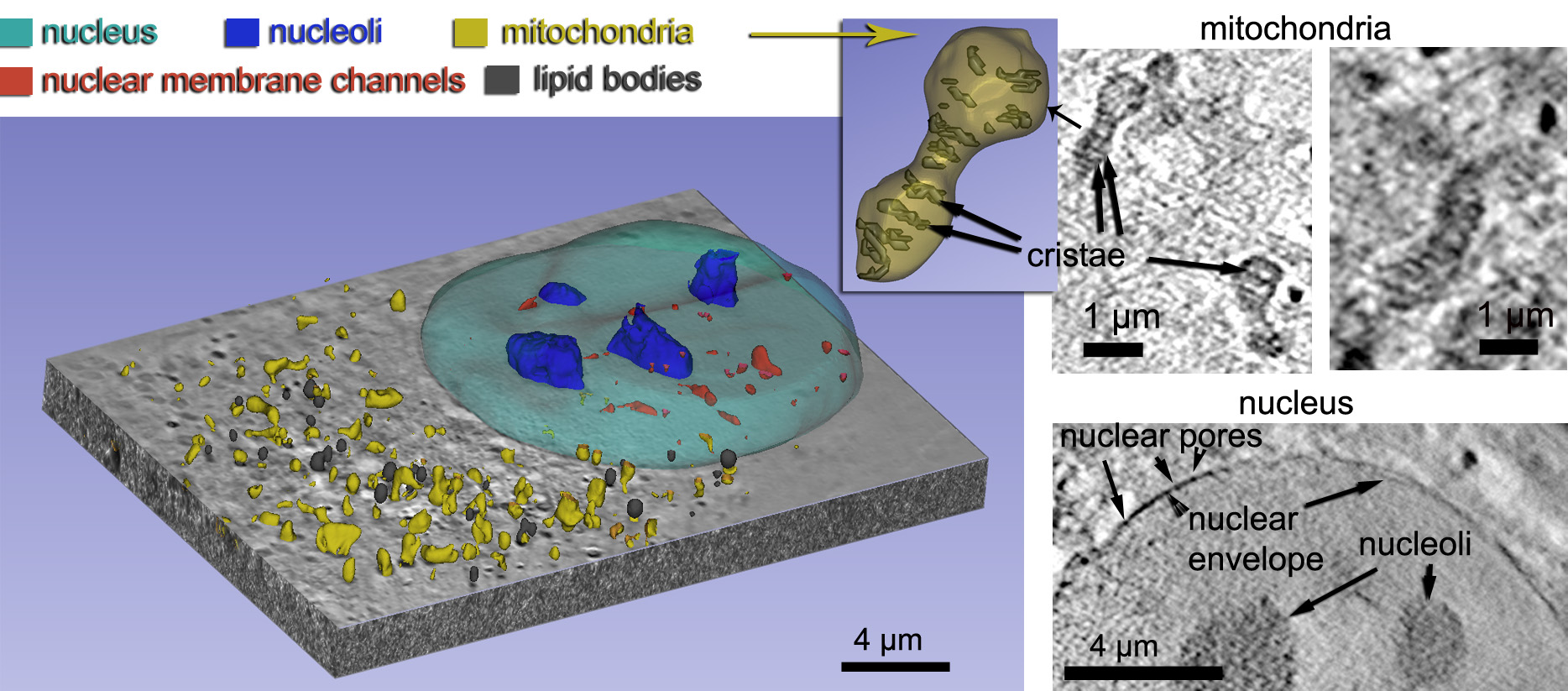 Cryo Soft X Ray Tomography Of Whole Cells And Bulk Tissue Samples In The Laboratory 2022