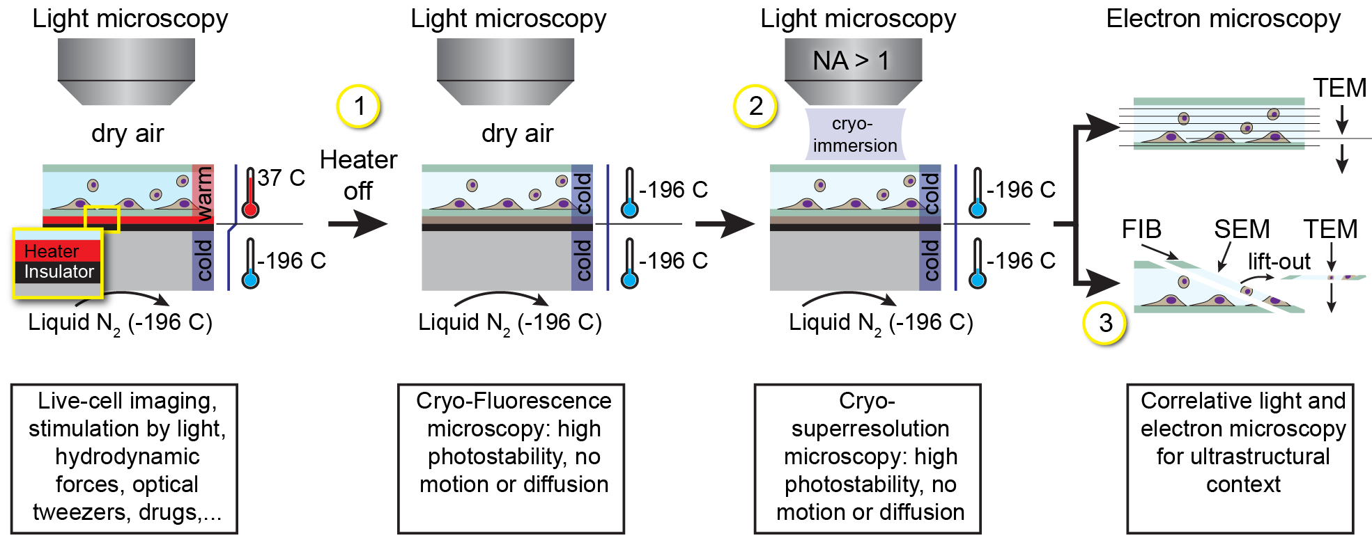 Cryogenic Microsystems For Correlative Light And Electron Microscopy ...