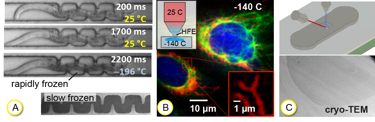 Cryogenic Microsystems For Correlative Light And Electron Microscopy ...