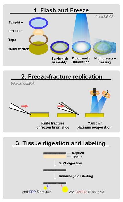 Neuronal insights: flash and freeze-fracture - 2024 - Wiley