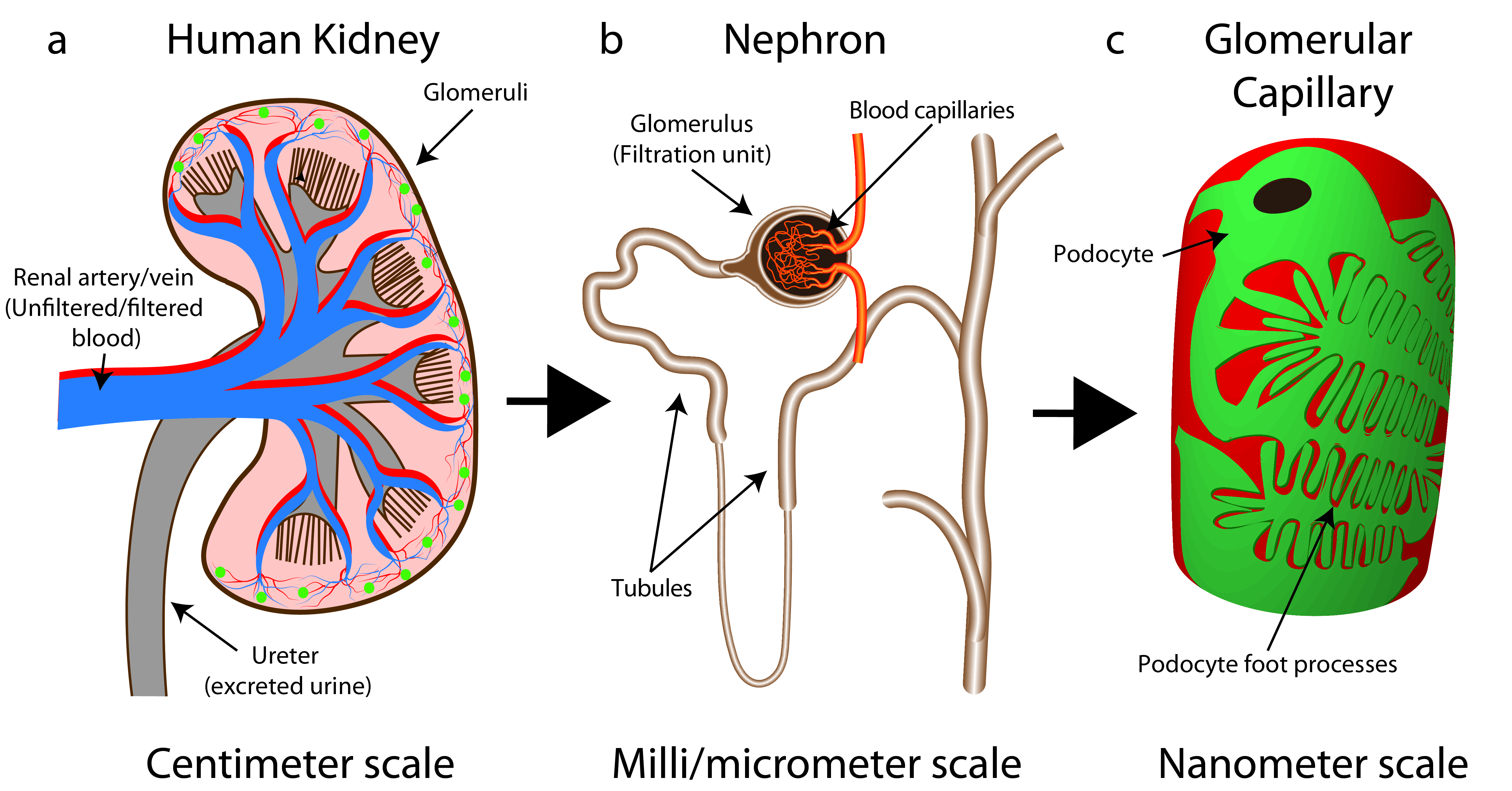 Towards all-optical kidney pathology? - 2020 - Wiley Analytical