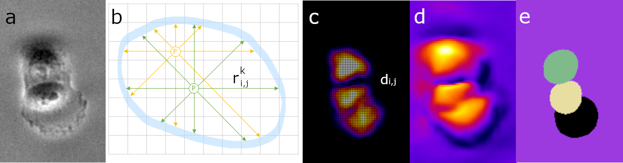 StarDist: Application of the deep-learning tool for phase-contrast cell ...