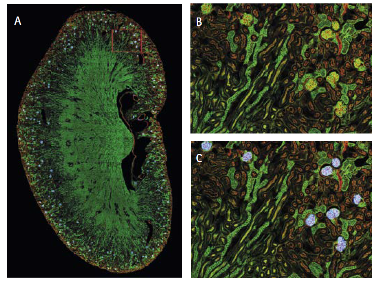 Deep Learning In Microscopy 2020 Wiley Analytical Science