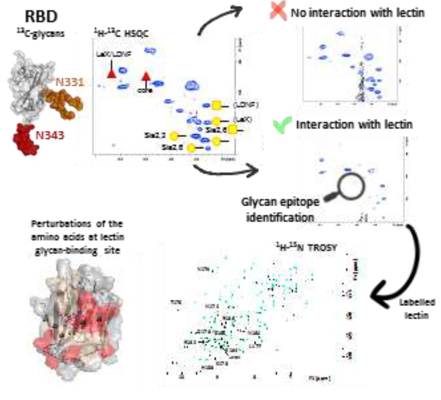 Coronavirus infectious interactions revealed by NMR - 2020 - Wiley ...