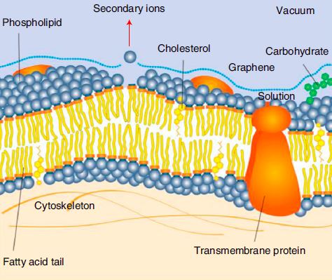 Sims Of Live Cell Membranes: Single-layer Graphene Solution - 2021 