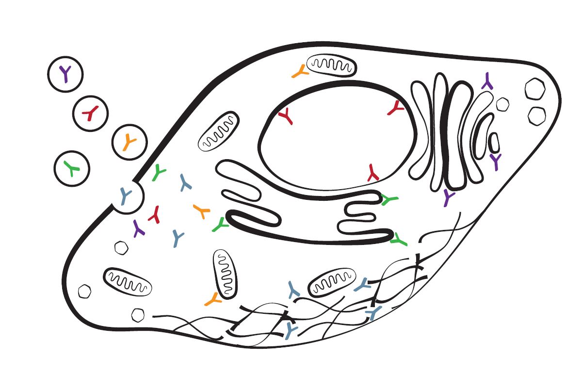 Proteine transfizieren leicht gemacht - 2021 - Wiley Analytical Science